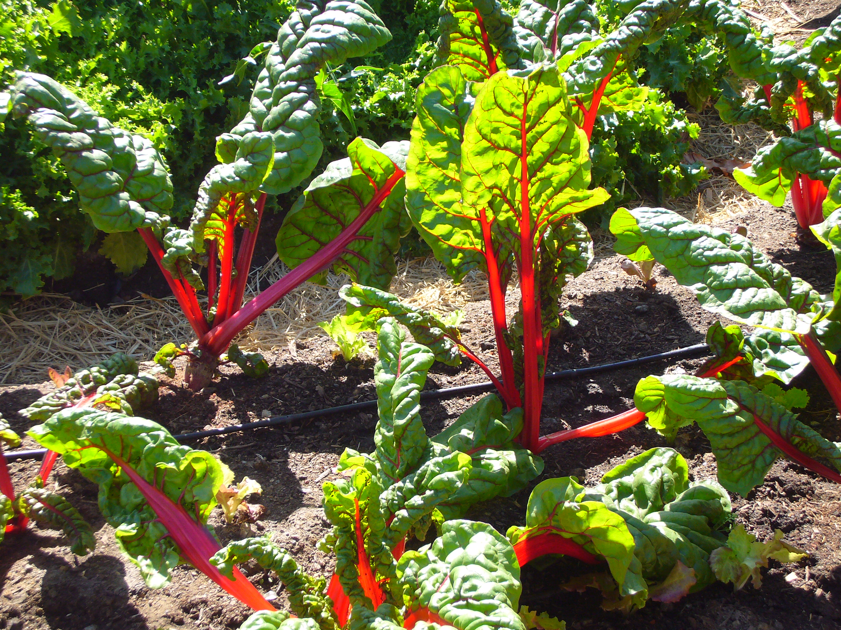 Chard_in_the_Victory_Garden