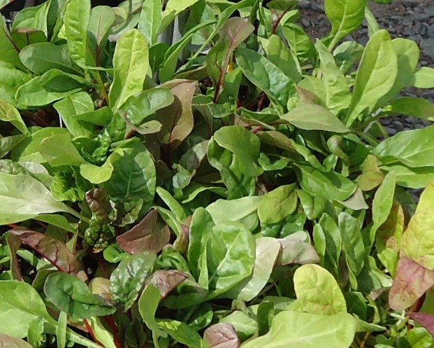 Swiss_chard_in_New_Jersey_in_April